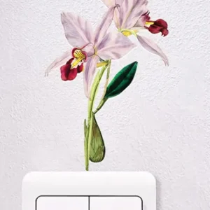Orchid Blush