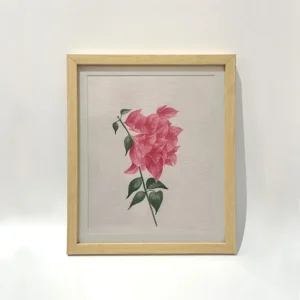 Bougainvillea Blush